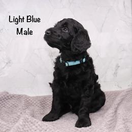 Light blue - Black male Goldendoodle puppy in Maryville, Tennessee from Twin City Doodles
