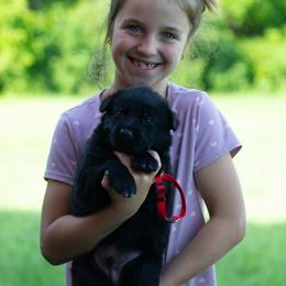 Boy 2 - male German Shepherd puppy in Lanesboro, Minnesota from Mid-Daylich Hotzaw