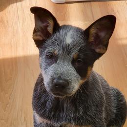 Half mask blue - Blue male Australian Cattle Dog puppy in Lenoir, North Carolina from Blue Coyote Ranch