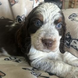Hank - Liver white and tan male English Springer Spaniel puppy in Palmdale, California from Legacy