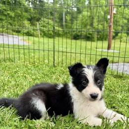 Amaretto - Black and white female Border Collie puppy in Liverpool, Pennsylvania from Breezy Acres Stock & Sporting Dogs