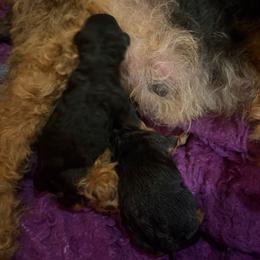 Girl 3 - Black and tan female Welsh Terrier puppy in Edina, Minnesota from Snow Dragon Welsh Terriers