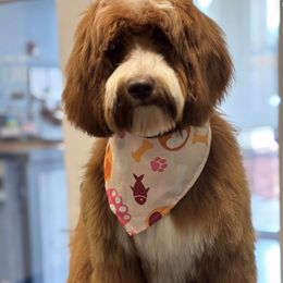 Goldendoodle All Grown Up from RVA DOODLES, LLC