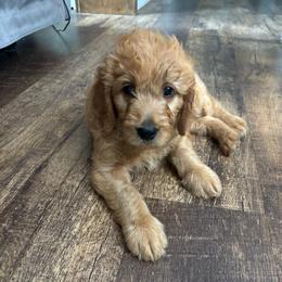 Moana - Apricot female Goldendoodle puppy in Rochester, Massachusetts from Petal Perfect Puppies