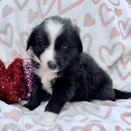 Purple collar - Black tri female Miniature Australian Shepherd puppy in 32046, Florida from River Hill Ranch