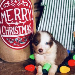 Latch x Lassie - Boy 5 - Red and white - White and red male Border Collie puppy in Minden, Iowa from Rocking N Registered Border Collies & Labradors