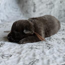 Gawain-Brown - Black male German Shepherd puppy in Medical Lake, Washington from Nine Realms German Shepherds