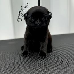 Orange Girl - Black female Pug puppy in Punta Gorda, Florida from Lazuli Pugs