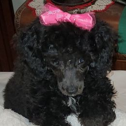 Poodles from Tlc babies