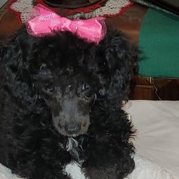 Poodles from Tlc babies