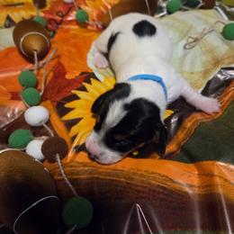 Lady - Piebald female Dachshund puppy in Grover, North Carolina from Windie's Dachshunds