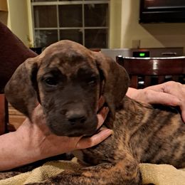 Great Dane Puppies from Lentz Great Danes
