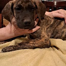 Great Dane Puppies from Lentz Great Danes