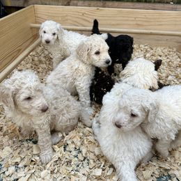 Poodle Puppies from Triangle Standards