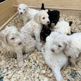 Poodle Puppies from Triangle Standards