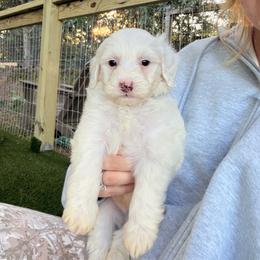 Redford -  Green - Cream male Goldendoodle puppy in Ruthorfordton, North Carolina from Duncan Doodles Goldendoodles