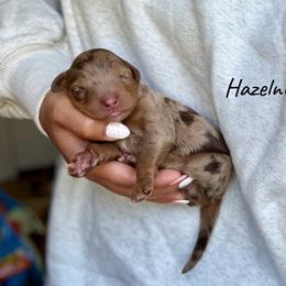 Hazelnut - Chocolate merle male Bernedoodle puppy in Pennsylvania from Bells Bernedoodles