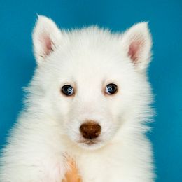 Jasmine - White female Siberian Husky puppy in Knoxville, Tennessee from The Siberian Empire