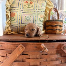 Sloane - Red female Dachshund puppy in Cabool, Missouri from Hidden Valley Farms