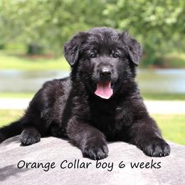 3rd Pick male - Sable male German Shepherd puppy in Elkmont, Alabama from Oakmont Shepherds