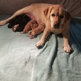 Labrador Retriever Puppies from SciFi Labradors