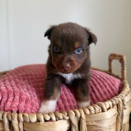 Solstice - Red tri-color male Australian Shepherd puppy in Tucson, Arizona from Soqui Ortiz Cattle Ranch