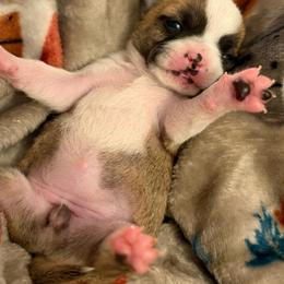 Dolly - Black sabled fawn female Chihuahua puppy in Rocky Mount, Virginia from Teeny Chihuahuas