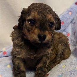 Sky - Sable male Poodle puppy in Eden, Maryland from Canines  Unlimited