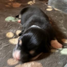 Denisovich - Black and tan male American Corgi puppy in Grants Pass, Oregon from KnR Antler Dogs