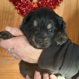 Amanda - Black tri-color female Australian Shepherd puppy in Flemington, New Jersey from Aislin Fields