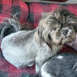 Raven - Shih Tzu