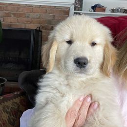 Golden Retriever Puppies from Valley of the Sun Golden Retrievers