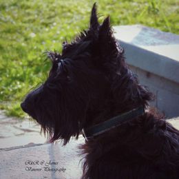 Argy - Scottish Terrier