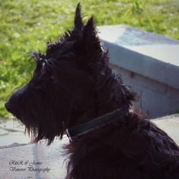 Argy - Scottish Terrier