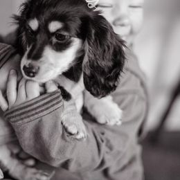 Dachshund Puppies from Swedoxies