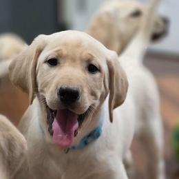Bailey - Yellow male Labrador Retriever puppy in Seymour, Missouri from Fairview's Precious Pups