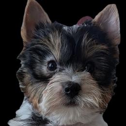 Dalton (Tri-colored parti boy) - Parti male Yorkshire Terrier puppy in Gatesville, Texas from KontryKritterz Yorkies