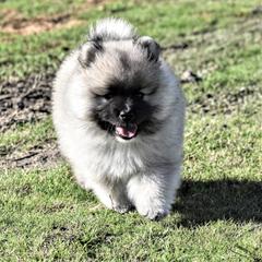 Keeshond Puppies from Anna Boehringer