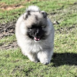 Keeshond Puppies from Anna Boehringer