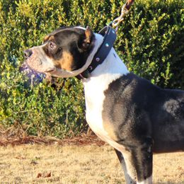 Kitten - American Pit Bull Terrier