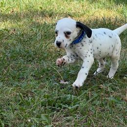 Mac - LUA - White and black male Dalmatian puppy in Sedalia, Missouri from Missouri Dalmatians