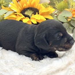 Denver - Black and tan male Dachshund puppy in Exeter, California from Sawtooth Miniature Dachshunds
