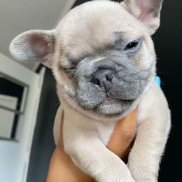 French Bulldogs from Frenchie Eruption