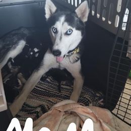 Anna - Siberian Husky
