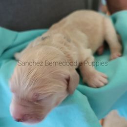 "blonde boy" Bernedoodle Puppies from Sanchez Bernedoodle Puppies