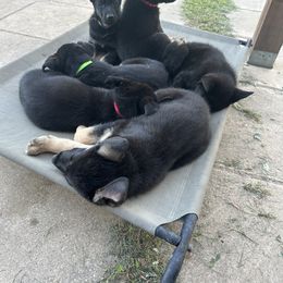 German Shepherd Puppies from Vermachtnis German Shepherds