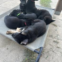 German Shepherd Puppies from Vermachtnis German Shepherds