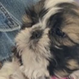 Shih Tzus from Brookes Kennel 313