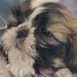 Shih Tzus from Brookes Kennel 313