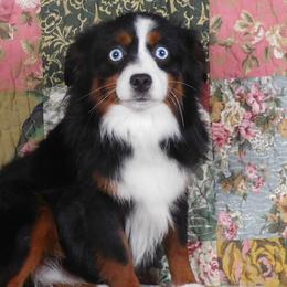 Angel - Toy Australian Shepherd
